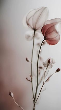 two white flowers with pink petals in a vase