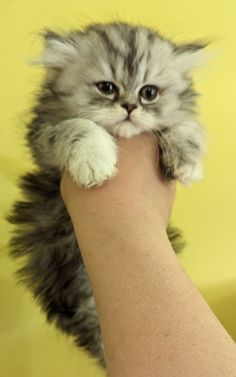 a small kitten being held by someone's hand in front of a yellow background