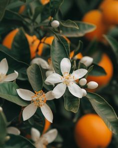 an orange tree with white flowers and green leaves