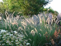 tall grass and wildflowers are in the foreground