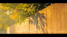 sunlight shining through the leaves of a tree in front of a wooden fence and wall