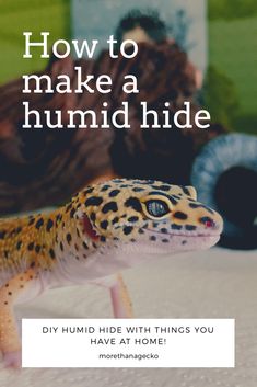 a leopard gecko sitting on top of a bed with the words how to make a humming