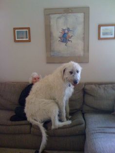 a large white dog sitting on top of a couch next to a person in a living room