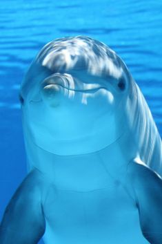 a dolphin swimming in the water with its mouth open and it's eyes closed