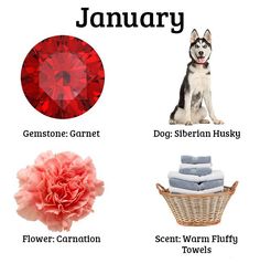 the words january are written with pictures of dogs, flowers, blankets and other things