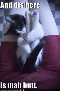 a black and white cat sitting on top of a red chair with its paws in the air