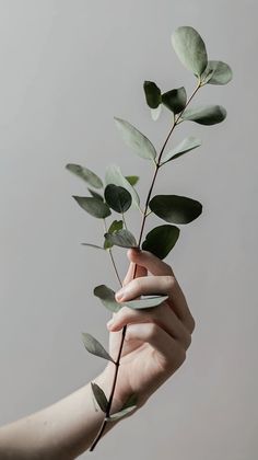 a hand holding a branch with green leaves