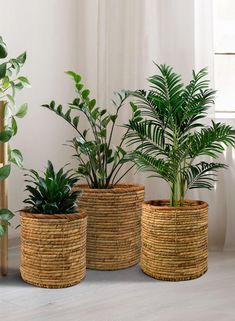 three potted plants sitting next to each other on top of a wooden floor in front of a window