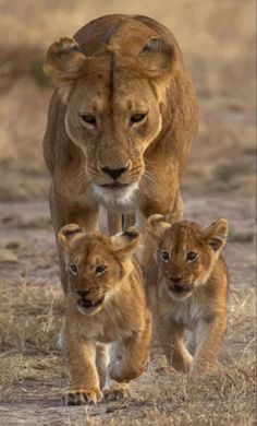 two young lions are walking together in the grass with their mother, who is looking on