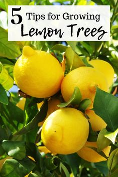 lemons growing on the tree with text overlay that reads 5 tips for growing lemon trees