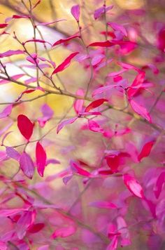 pink leaves on a tree in the fall