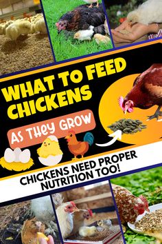 chickens need proper nutrition too to feed them