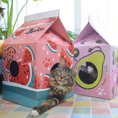 a cat laying on the ground next to a house shaped like a watermelon