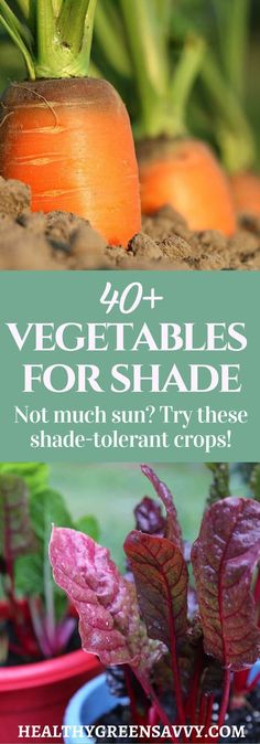 carrots and radishes growing in the garden with text overlay that reads 40 vegetables for shade not much sun, try these shade - orient crops