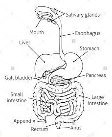 diagram of the human body organs and their major structures labeled in this diagram, you can see