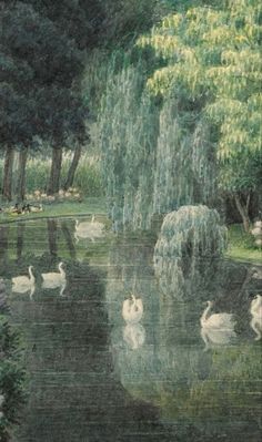 swans swimming in a pond surrounded by trees