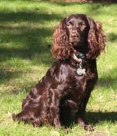 a brown dog sitting on top of a lush green field