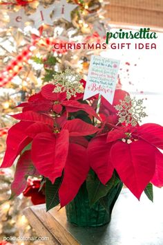 poinsettia christmas gift idea in front of a christmas tree with red flowers