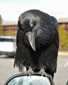 a large black bird sitting on top of a car mirror