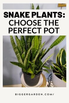 Explore the best pot for snake plants in this grower’s guide to repotting. Learn about the ideal potting options to keep your snake plant flourishing and healthy. Snake Plant Potting Ideas, Best Pot For Snake Plant, Snake Plant Decor, Snake Plant Varieties, Gardening Inside, Repotting Plants