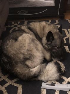 Norwegian Elkhound, Cute Animals Puppies, Pretty Dogs, Silly Dogs, Pretty Animals, Wolf Dog, Silly Animals, Kitten Cat, Cute Animal Photos