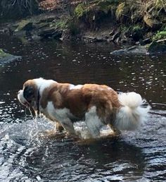 a brown and white dog walking across a river