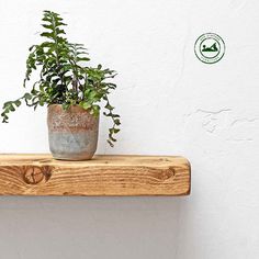 a potted plant sitting on top of a wooden shelf next to a white wall