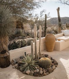 an outdoor seating area with cactus and cacti