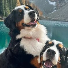 two dogs are sitting next to each other near the water and mountains in the background