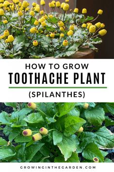 yellow flowers with green leaves and the words how to grow toothache plant splants