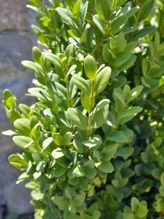 a bush with green leaves in front of a stone wall