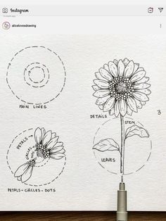 a drawing of a flower and its parts