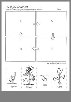 the life cycle of a plant worksheet with pictures and numbers to help students learn how