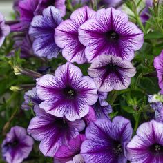 purple petunias are blooming in the garden