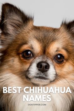 a small brown and white dog with the words best chihuahua names on it's face