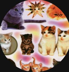 there are many different cats in the picture on this plate, including one cat and two kittens