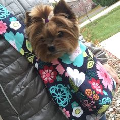 a small brown dog wearing a flowered vest on top of a woman's back