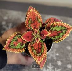 Coleus Seeds, Flower Seeds, Garden Inspiration, House Plants, Planting Flowers, Beautiful Flowers, Seeds, Ships