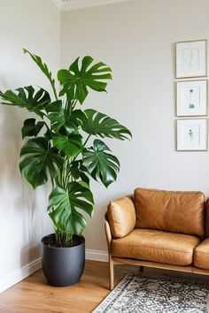 a living room with a couch, chair and large potted plant