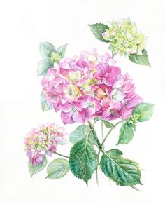 a painting of pink flowers with green leaves