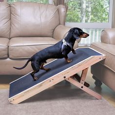 The best dog ramp for couch Dog Ramp For Couch, Ramp For Dogs, Dog Ramp For Bed, Best Small Dogs, Doxie Puppies, Dog Couch, Pet Ramp, Cool Couches, Dog Ramp