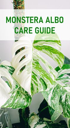 How to Care for Monstera Albo Tropical Houseplants, Houseplant Tips, Monstera Albo, Growing Strong