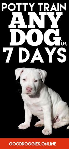 a white dog sitting in front of a black background with the words potty train any dog in 7 days