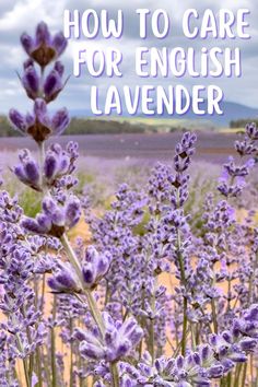 lavender flowers with the words how to care for english lavender in front of purple fields