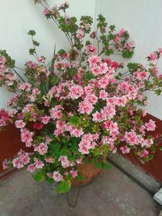 a potted plant with pink flowers sitting on the ground next to a white wall