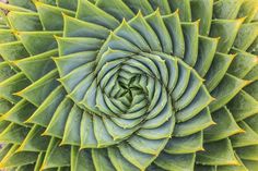 the top view of a large green plant with spirals in it's center