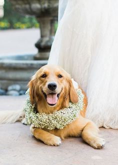 a dog laying on the ground wearing a wreath around its neck