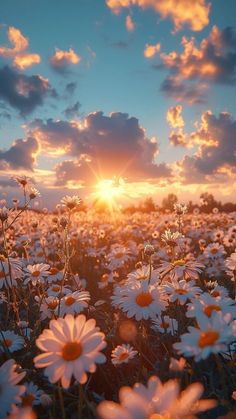 the sun is setting over a field of daisies