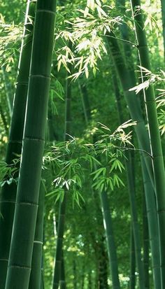 an image of bamboo trees in the forest