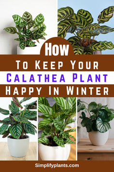 how to keep your calathea plant happy in winter